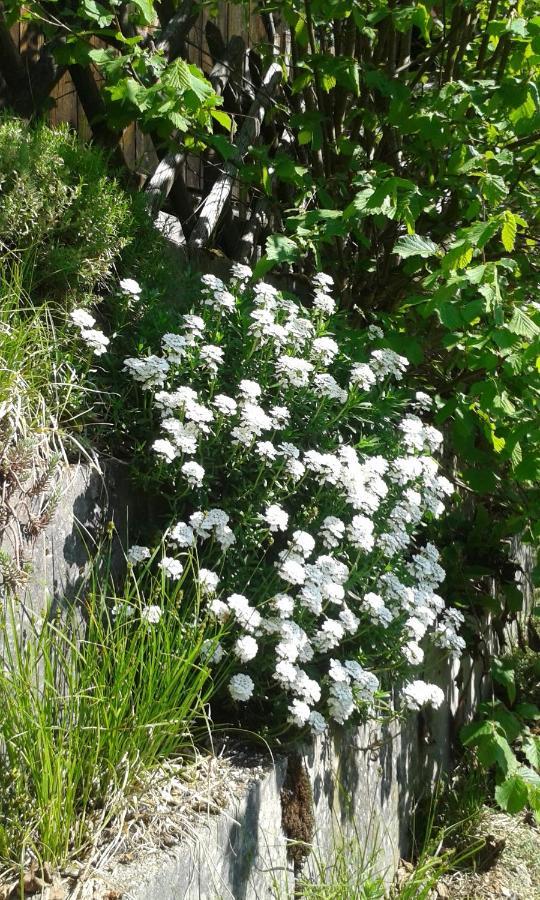 Privates Doppelzimmer Im Schwarzwald Διαμέρισμα Schramberg Εξωτερικό φωτογραφία